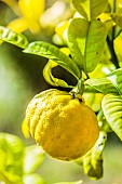 Fruit of the ichang lemon (Citrus ichangensis), a small, totally hardy lemon.