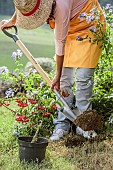 Woman planting a decorative fruiting viburnum (Viburnum setigerum) in autumn.