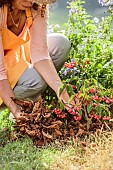 Woman planting a decorative fruiting viburnum (Viburnum setigerum) in autumn.