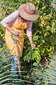 Woman pulling out a bignone shoot (Campsis radicans): shoots emerging from the rootstock.