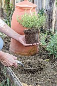 Planting a plant of variegated thyme in autumn.