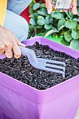 Sowing carrots in a tray, step by step