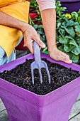 Sowing carrots in a tray, step by step