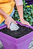 Sowing carrots in a tray, step by step