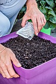 Sowing carrots in a tray, step by step