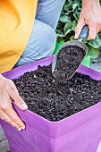 Sowing carrots in a tray, step by step