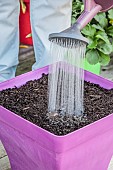 Sowing carrots in a tray, step by step