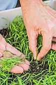 Sowing carrots in a tray, step by step