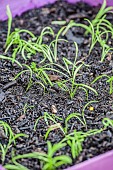 Sowing carrots in a tray, step by step