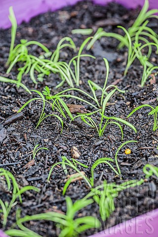 Sowing_carrots_in_a_tray_step_by_step