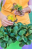 Cleaning a pot-grown strawberry plant: remove damaged leaves.