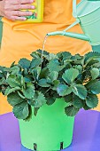 Fertilising a pot-grown strawberry plant.