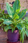 Composition of exotic foliage on a terrace in autumn, including Chinese dwarf banana (Musella lasiocarpa) and Palmgrass (Setaria palmifolia).