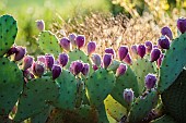 Fructification of Erect pricklypear (Opuntia stricta =O. vulgaris), a locally invasive species in October, Tarn et Garonne, France