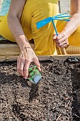 Sowing mesclun in a mini patio garden (square garden), step by step.