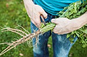 Preparation of dandelions for forcing: Cut the foliage almost flush.