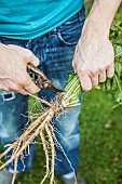 Preparation of dandelions for forcing: Cut the foliage almost flush.