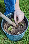 Preparing dandelions for forcing: placing the roots in a pot.