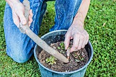 Preparing dandelions for forcing: placing the roots in a pot.