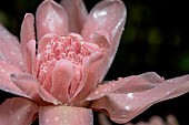 Ginger torch (Etlingera elatior), Ubatuba, Sao Paulo State, Brazil