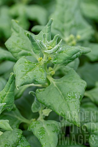 New_Zealand_spinach_Tetragonia_tetragonioides
