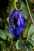 Butterfly pea (Clitoria ternatea) flower, Maranhao, Brazil