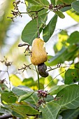 Cashew-nut (Anacardium occidentale) flowers and ripening fruit, Maranhao, Brazil