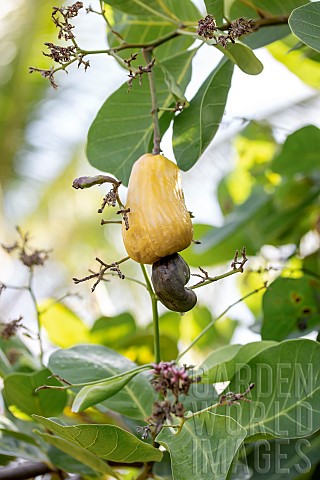 Cashewnut_Anacardium_occidentale_flowers_and_ripening_fruit_Maranhao_Brazil