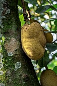 Jackfruit (Artocarpus heterophyllus) on tree, Ilhabela, Sao Paulo State, Brazil