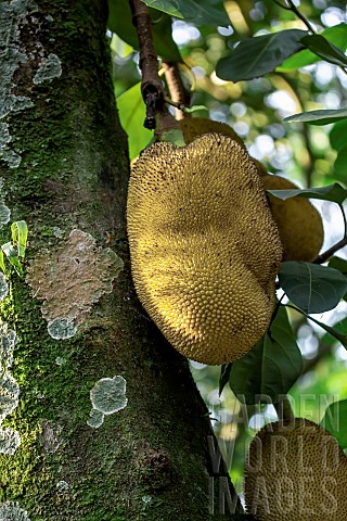 Jackfruit_Artocarpus_heterophyllus_on_tree_Ilhabela_Sao_Paulo_State_Brazil