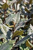 Elaeagnus (Elaeagnus x submacrophylla = Elaeagnus x ebbingei), leaves