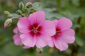 African mallow (Anisodontea capensis) El Rayo