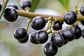 Bay Laurel (Laurus nobilis) berries in October, Vaucluse, France