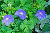 Himalayan Geranium Baby Blue, Geranium himalayense Baby Blue, flowers