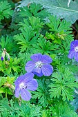 Himalayan Geranium Baby Blue, Geranium himalayense Baby Blue, flowers