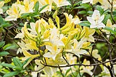 Deciduous Azalea Golden Sunset, Azalea Golden Sunset, flowers