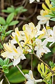 Deciduous Azalea Golden Sunset, Azalea Golden Sunset, flowers