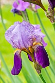 Tall Bearded Iris Argos, Iris Germanica Argos, flower