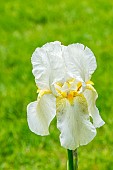 Tall Bearded Iris La Neige, Iris germanica La Neige, flower