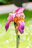 Tall Bearded Iris Inspiration, Iris germanica Inspiration, flower