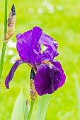 Tall Bearded Iris Joanna, Iris germanica Joanna, flower