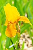Tall Bearded Iris Rocket, Iris Germanica Rocket, flower