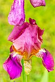 Tall Bearded Iris Castagnette, Iris Germanica Castagnette, flower