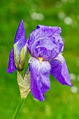 Tall Bearded Iris Harmonica, Iris germanica Harmonica, flower