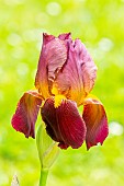 Tall Bearded Iris Hautbois, Iris Germanica Hautbois, flower