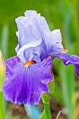 Tall Bearded Iris Révolution, Iris germanica Révolution, flower