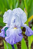 Tall Bearded Iris Évasion, Iris germanica Évasion, flower