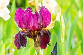 Tall Bearded Iris Oresan, Iris germanica Oresan, flower