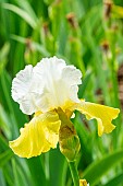 Tall Bearded Iris Alpine Harmony, Iris germanica Alpine Harmony, flower