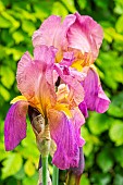 Tall Bearded Iris Red Jade, Iris germanica Red Jade, flower